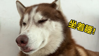 Husky: Aku benar-benar ingin tidur, tapi ada seorang bodoh di sampingku!