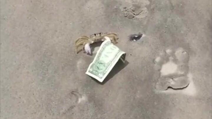Mr. Krabs?