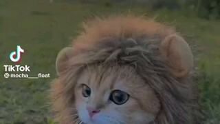 kucing