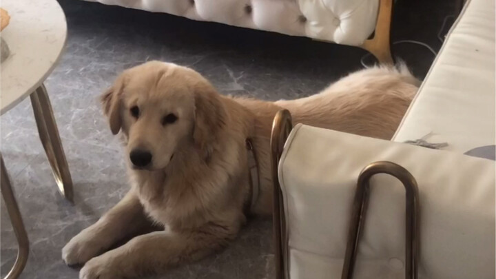Raising a dog is such a mix of joy and sorrow.
