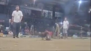 Brown Red Vs Red 44k PARADA NAKASAHAN #Sabong Halffight