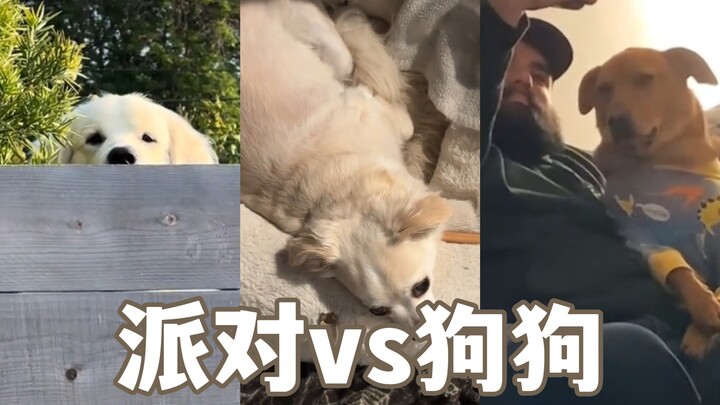 Reaksi berbagai jenis anjing di pesta