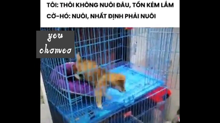lương tâm không thể đánh bại được sự đáng yêu này