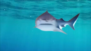 Shark I won't tell you anything