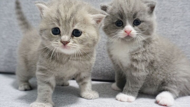 قطتان صغيرتان تتعاركان وتبادلان الصفعات! والوالدة تراقب المشهد طوال الوقت من الجانب!