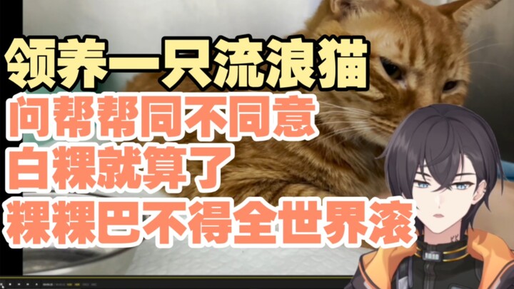【KB ngốc lại ngốc】Khuo Đài sắp có thành viên mới rồi ư? Đang định nhận nuôi một chú mèo màu cam to l