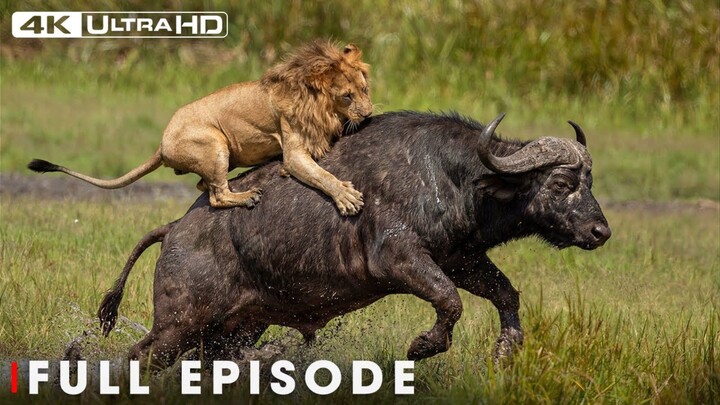 Lions Hunting Documentary Lions attacking prey Wild life Animals National Geographic (1080P_HD)