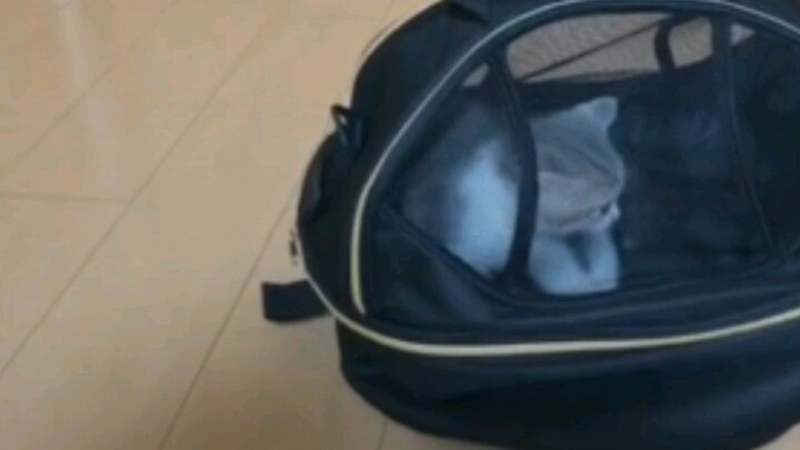 [Gaya Hidup] [Lucu] [Keseharian lucu kucing imut]Diari kucing imut vlog 2