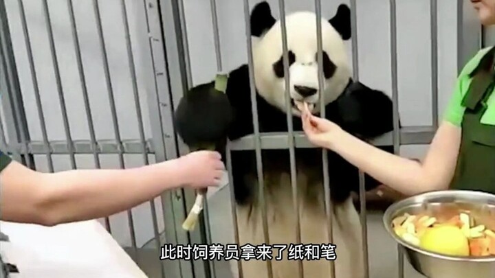 الباندا المصاب بجنون التفاعل الاجتماعي، كلما تشاهده تضحك!