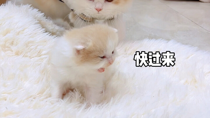 The stepmom I found for my kitten turned out to be a disaster—such a rare oversight despite all prec