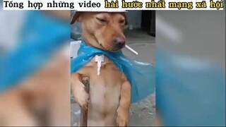 Tổng hợp những video hài hước nhất mạng xã hội p2 #xuhuong#haihuoc#