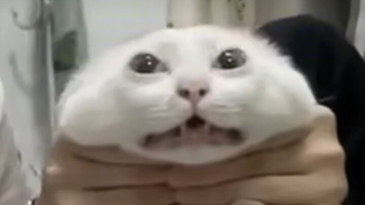 Saraf, bikin aku ketawa seharian.