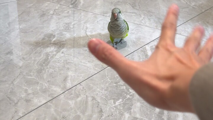 When I first started keeping birds vs. now