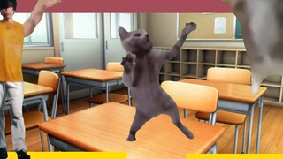 【Cat meme】"The Two Years I Cleaned Poop"——Junior high school teacher｜No teacher ethics｜Teacher who u