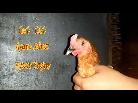 CARI AYAM YANG BAIK DAN BAGUS DIPASAR | PECINTA BINTANG