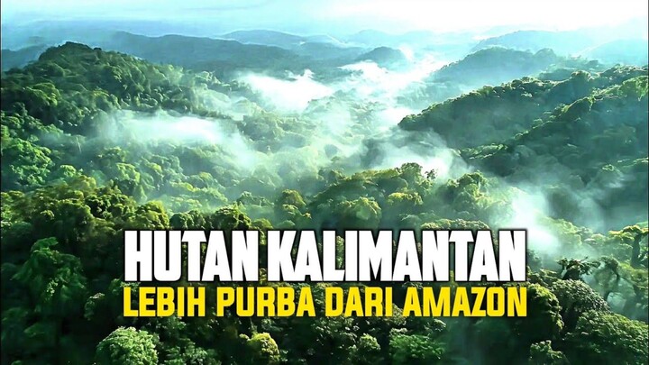 HUTAN 140 JUTA TAHUN! Kalimantan Lebih Tua Dari Amazon, Ini Rahasianya