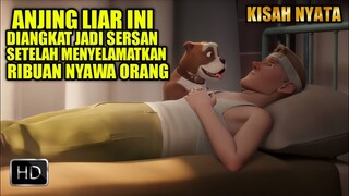 KISAH PETUALANGAN ANJING PEMBERANI YANG DIANGKAT MENJADI SERSAN | ALUR FILM STUBBY AN AMERICAN HERO