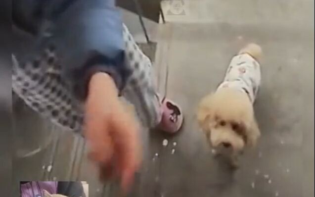 สาวน้อยจริงจังมากตอนยืนยันกับเจ้าตูบ!