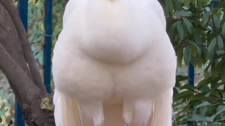 Vườn thú Phàn Chi Hoa quả nhiên là cơ sở nuôi lợn kiểu mẫu toàn quốc.