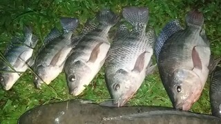 Selepas Menjala Ikan /Banyak Ikan Saya Dapat