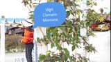 ปลูก Clematis Montana ไม้เลื้อย ปลูกเลื้อยประตูทางเข้าสวน