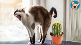 Funniest Cat Reaction Videos That Will Make You Laugh😹#2| Aww Pets