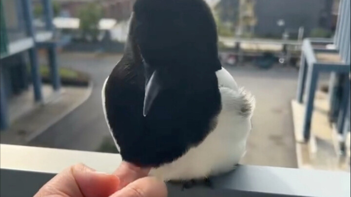 I stuck my hand into the magpie—so warm!