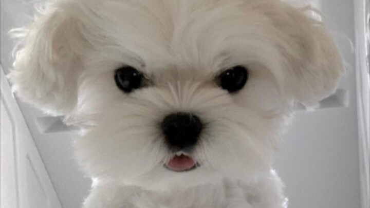 [Maltese] Puppy: Whoa, what’s this? Humans, time to bully!