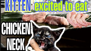 KITTEN MUKBANG LEEG NG MANOK