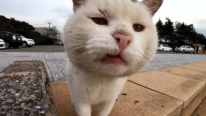 Kelihatannya marah, tapi entah kenapa, dia tetap kucing jalanan yang menggemaskan.