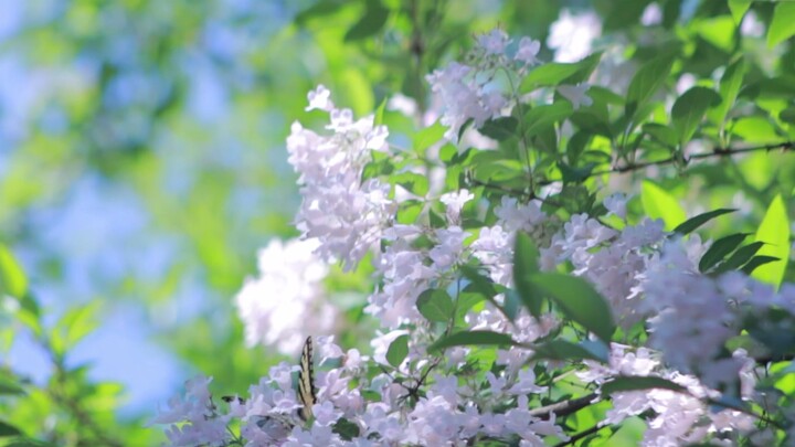 [Scenery]The beautiful cherry blossoms in spring