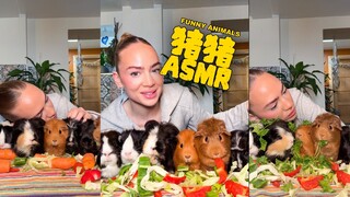 قليل من العلاج بالخنازير 💗