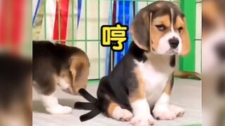 Doggy: I want to give you a big hug!