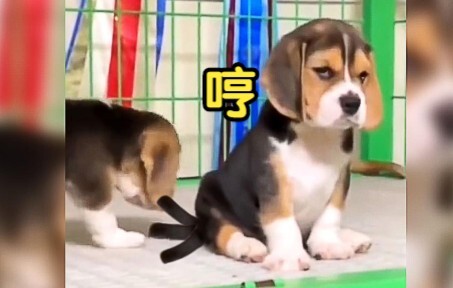 狗子：想给你个大逼兜子！