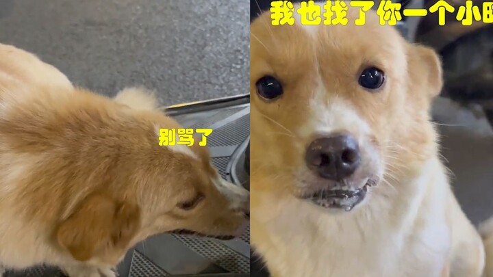 Pria bawa anjing jalan-jalan sampai hilang, panik banget—butuh satu jam untuk menemukannya! Anjing: 