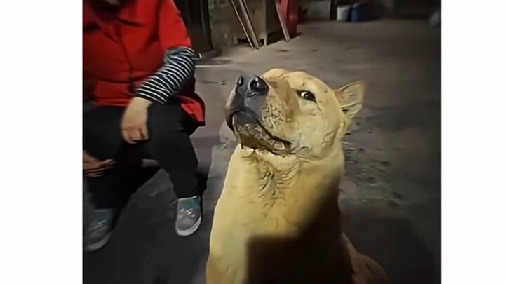 Đây mới là cách đàn ông nuôi chó