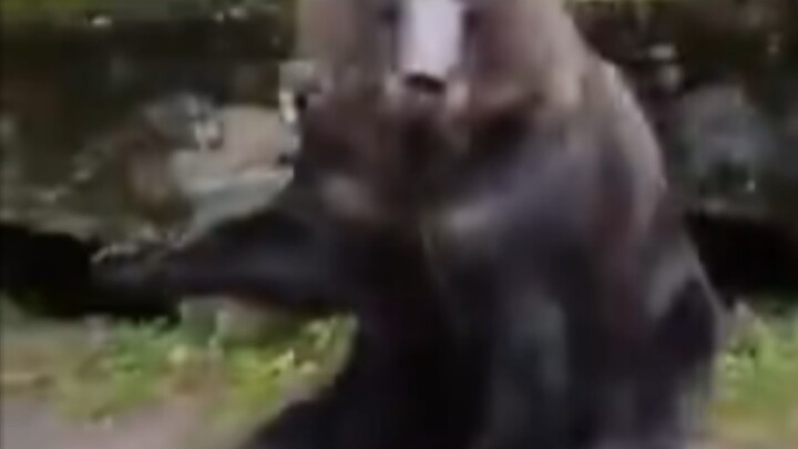 On the way to Poland, I ran into a surprisingly polite bear!