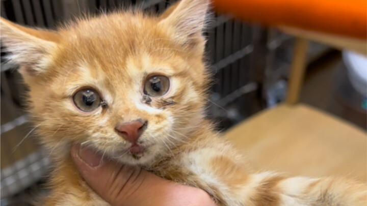 又是两只有难度的猫