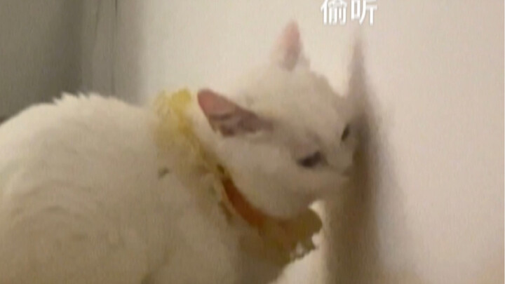 ทำไมเจ้าแมวน้อยขี้เม้าท์จังนะ?