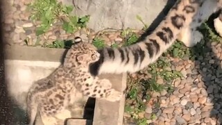 "The little snow leopard's tail is not as long as its mother's."
