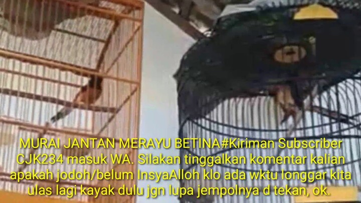 Murai batu jantan merayu betina pada penjodohan sitem tempel