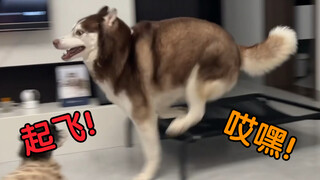 二哈这玩意儿，还是看别人养比较有意思！