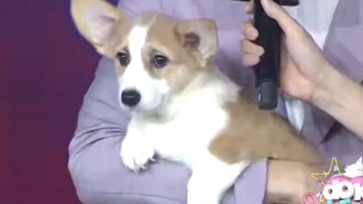 Mengmeng brings Xiaofuli on stage; Fuli isn’t shy at all.