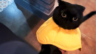 Can you believe it? Even stray kittens are now facing fierce competition for handouts!