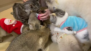 Bữa ăn xế của các bé mèo tại Tiệm Mèo Sen