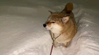天大寒，路冰坚，柴柴非要上大街
