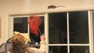 The rat won't surrender