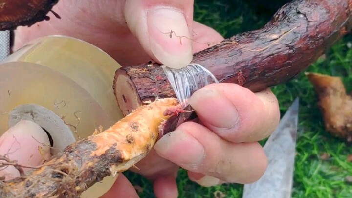 Akar tunggul tua wangi gunung kurang baik, tambahkan sambungan akar mawar agar tunggul tua pun bisa 