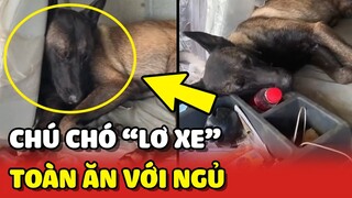 Chú chó theo chủ làm LƠ XE nhưng chỉ toàn ĂN VỚI NGỦ 😂 | Yêu Lu