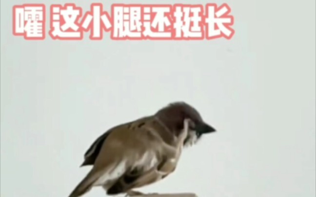 #Sparrow#Have you never seen a funny sparrow scratching its head? That’s right, I haven’t seen it ei